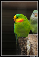 superb parrot 1685