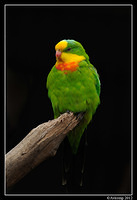 superb parrot 1689