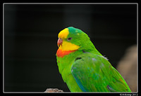 superb parrot 1690