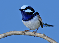 superb-fairy-wren-male-3-01