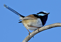 superb-fairy-wren-male-5