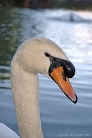 swan