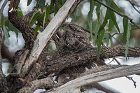 tawny frogmouth 11522