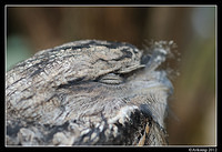 tawny frogmouth 1626