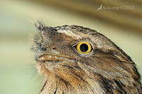 tawny frogmouth 5314