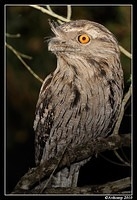 tawny frogmouth 5935