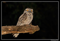 tawny frogmouth 5951