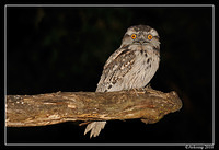 tawny frogmouth 5955