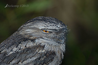 tawny frogmouth 7246