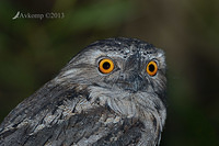 tawny frogmouth 7247