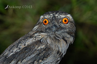 tawny frogmouth 7251