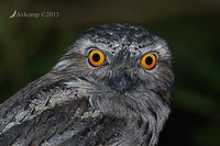 tawny frogmouth 7253