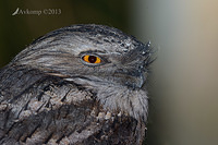 tawny frogmouth 7264