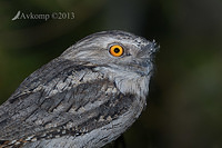 tawny frogmouth 7266