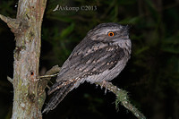 tawny frogmouth 7270