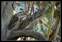 tawny frogmouths 4318