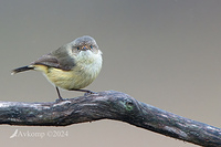 thornbill 11303