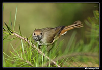 thornbill 2829