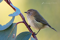 thornbill 1052