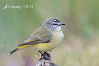 thornbill 11379