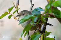 thornbill 11820