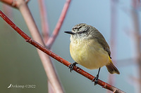 thornbill 7730