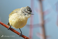 thornbill 7733