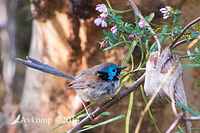 variegated fairy wren 17581