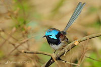 variegated fairy wren3613