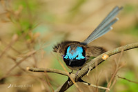 variegated fairy wren3614