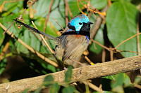 variegated fairy wren3616