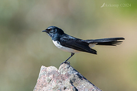 wagtail 11219