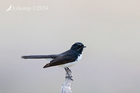 wagtail 11799