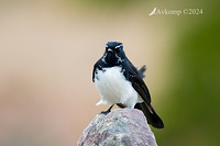 wagtail 11803