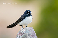 wagtail 11808