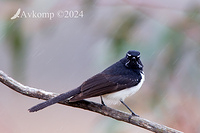 wagtail 11817