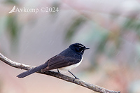 wagtail 11818