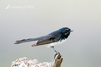 wagtail 11819