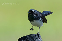 wagtail 8181-topaz-enhance