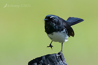 wagtail 8181