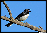 wagtail