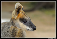 wallaby 1700