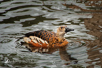 wandering whistling duck 0591