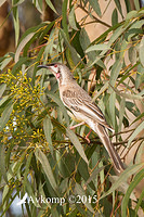 wattle bird 3806