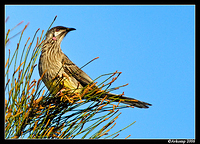 wattle bird 5