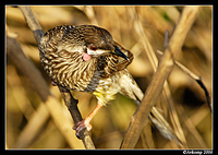 wattle bird 7