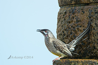 wattlebird 13532