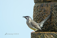 wattlebird 13533