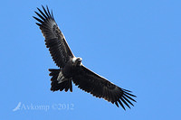 wedge tailed eagle 4099