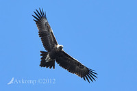 wedge tailed eagle 4100